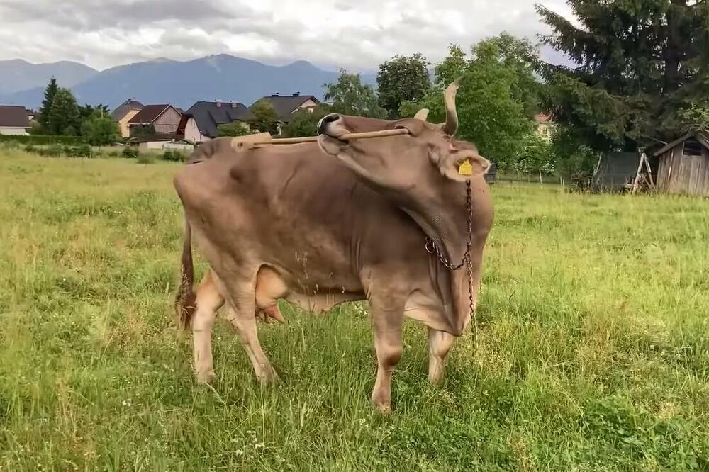 Veronika, Foto: Screenshot/Youtube/Scientific American