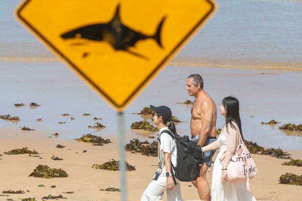 В Австралии за 48 часов произошло четыре нападения акул на людей.