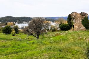 Tivat poziva maslinare na obavezan upis stabala u Registar