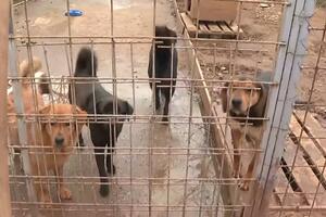 Preko 300 pasa u podgoričkom azilu, stanje na ulicama alarmantno