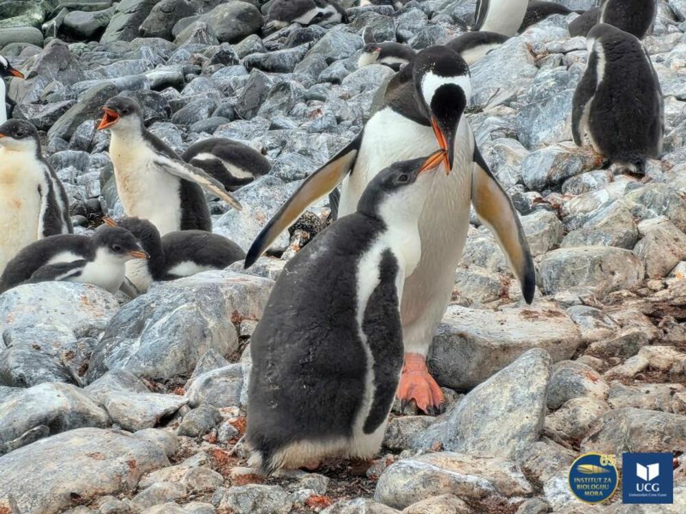 <p>U istraživanje prisustva otpada na Anatrktiku uključen je i čvrsti otpad na plažama, a zabrinjava podatak da je od dosad obrađenih šest plaža koje su obišli naši naučnici, na svakoj pronađen čvrsti otpad<br /> </p>