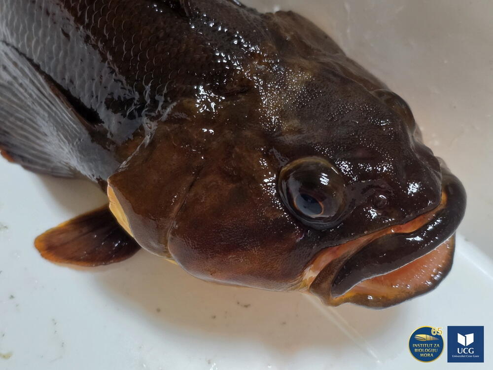<p>U istraživanje prisustva otpada na Anatrktiku uključen je i čvrsti otpad na plažama, a zabrinjava podatak da je od dosad obrađenih šest plaža koje su obišli naši naučnici, na svakoj pronađen čvrsti otpad<br /> </p>