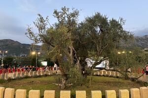 Mjere dale rezultate, a Stara maslina u Baru ulje