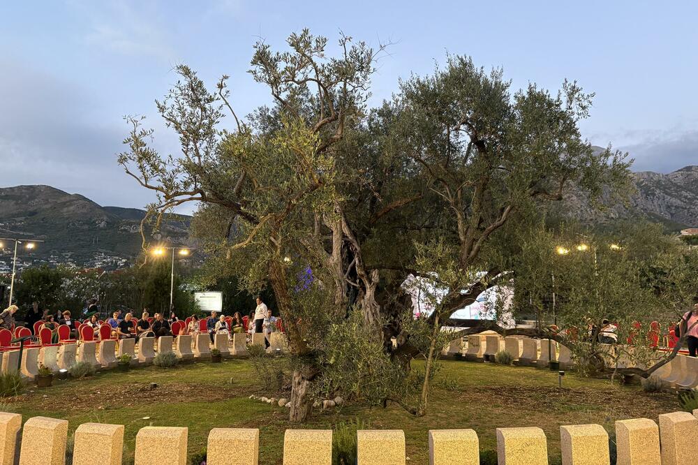 Stara maslina na Mirovici, Foto: Marija Pešić