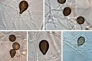 'Betmenova gamsia': Nova vrsta gljive nazvana po superheroju