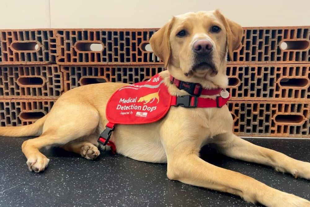 Foto: Medical Detection Dogs