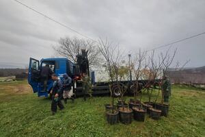 Piperima 7.000 sadnica crnog bora