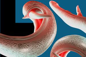 Genitalni paraziti bi "mogli da se rašire svijetom"