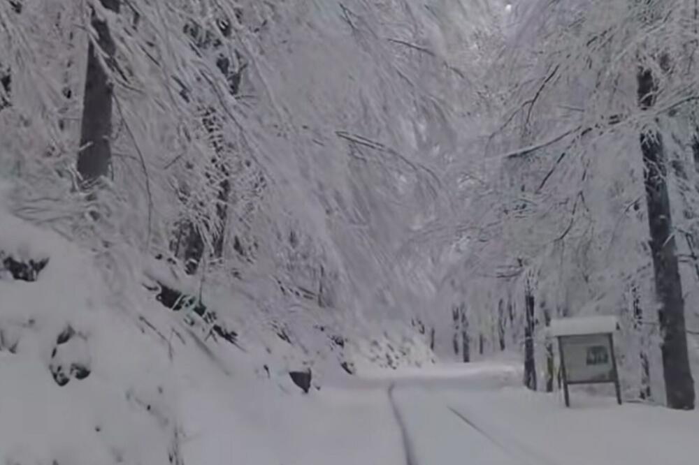 Nacionalni park od 1952.: Biogradska gora, Foto: NPCG
