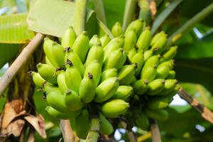 Šta su to "banana republike"?