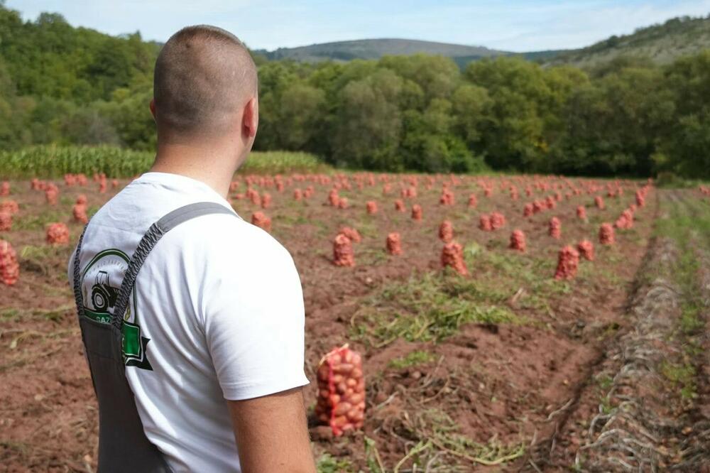 Na jednoj od njiva, Foto: Privatna arhiva