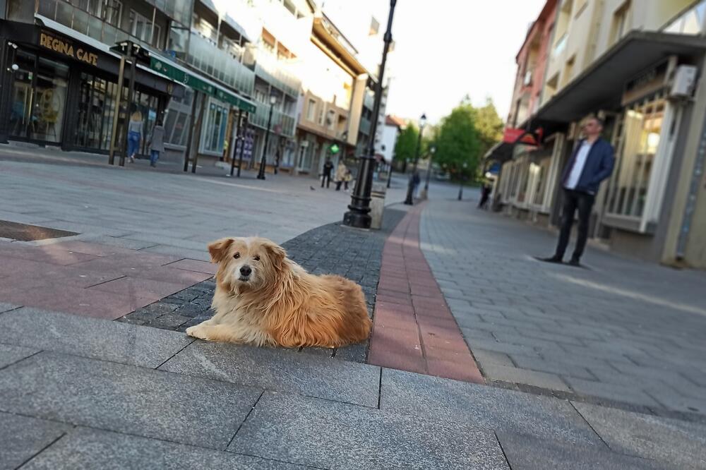 Pas Lazo, Foto: RTV Pljevlja