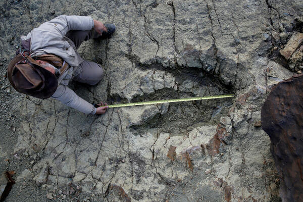 Vještačka inteligencija pomaže da se utvrdi koji je dinosaurus...