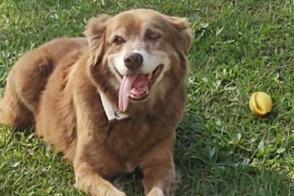 Bob je bio poznat po tome što je pratio pogrebne povorke i tešio ožalošćene na mestu, Foto: PATRE