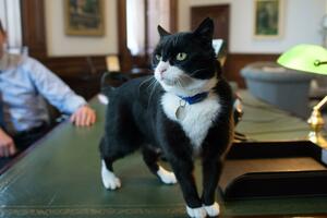 Mačak penzionisani diplomata preminuo na Bermudima