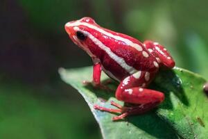 Slučaj epibatidin: O žabljem otrovu kojim je navodno ubijen ruski...