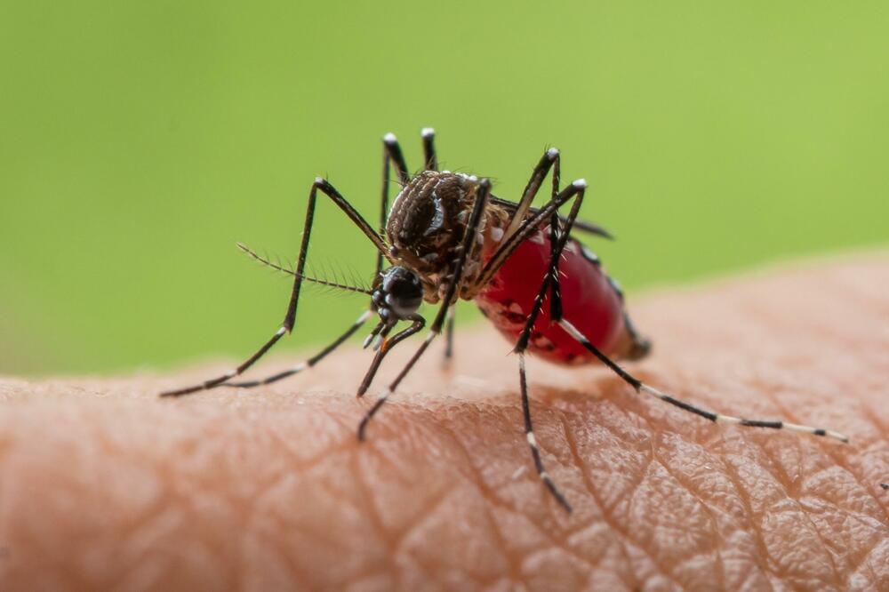 Tigrasti komarac (Ilustracija), Foto: Shutterstock