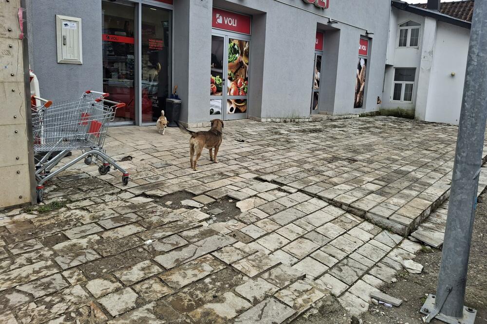 Na ulicama ostalo par pasa lutalica, Foto: Dragana Šćepanović