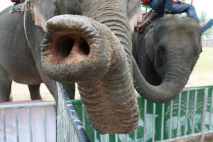 Otkrivena tajna "brkova" na surli slona