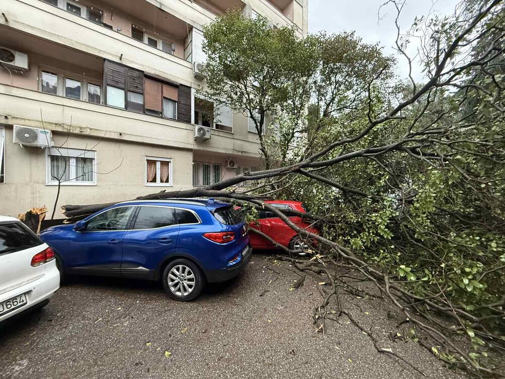 drvo Bulevar Ivana Crnojevića