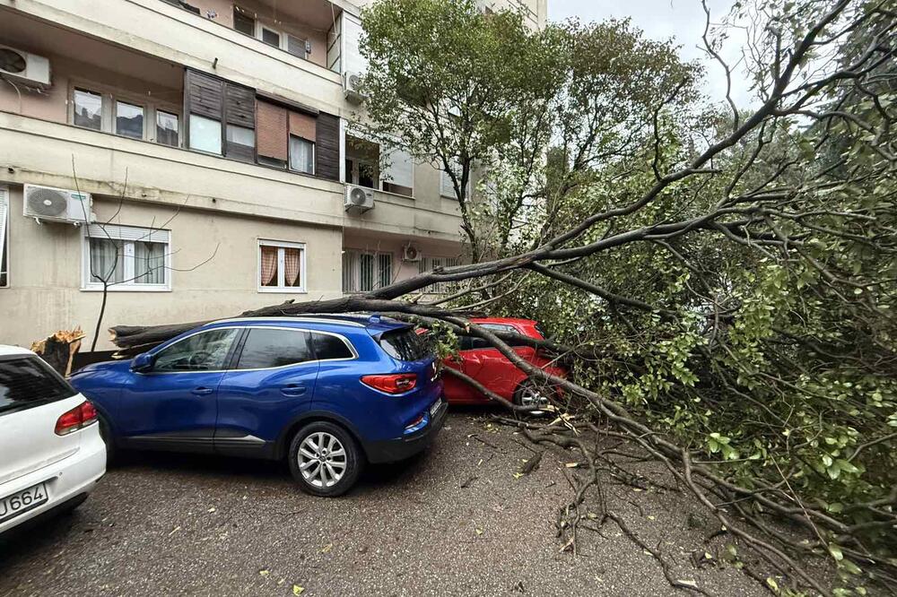 Foto: Nikola Saveljić