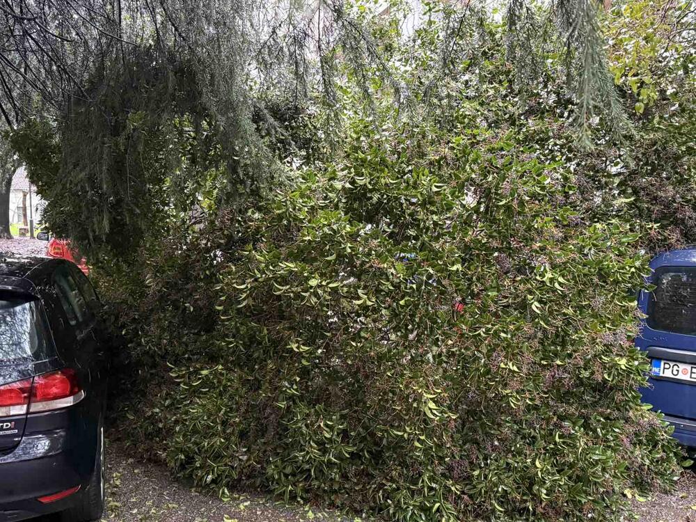 drvo Bulevar Ivana Crnojevića