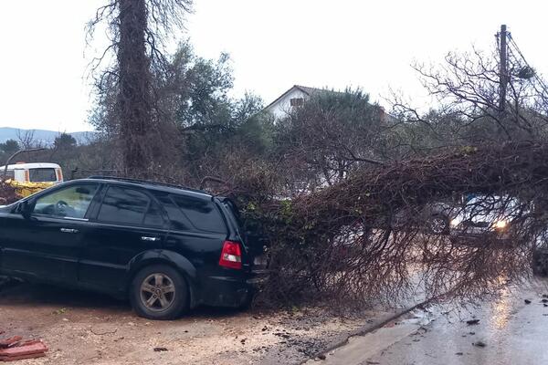 Vjetar u tivatskom naselju napravio haos: Srušena stabla, uništeni...