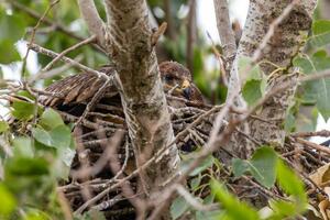 Avantura orla Feliksa: Krijumčari tražili otkup, sada se iz Libana...