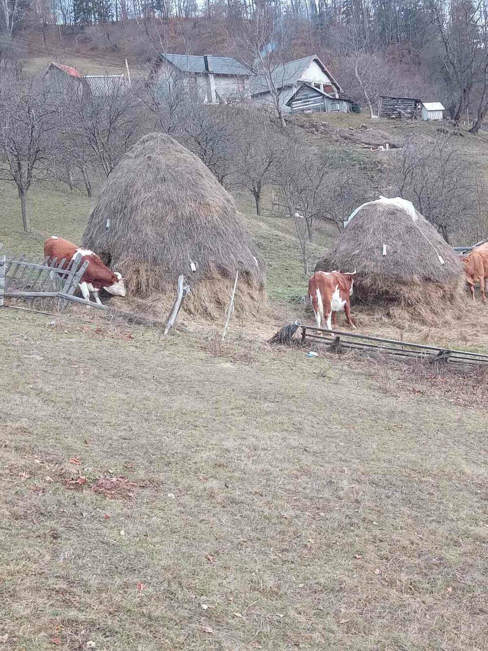 Mještani fotografisali navodnu Kljajevićevu stoku dok uništava njihovu imovinu