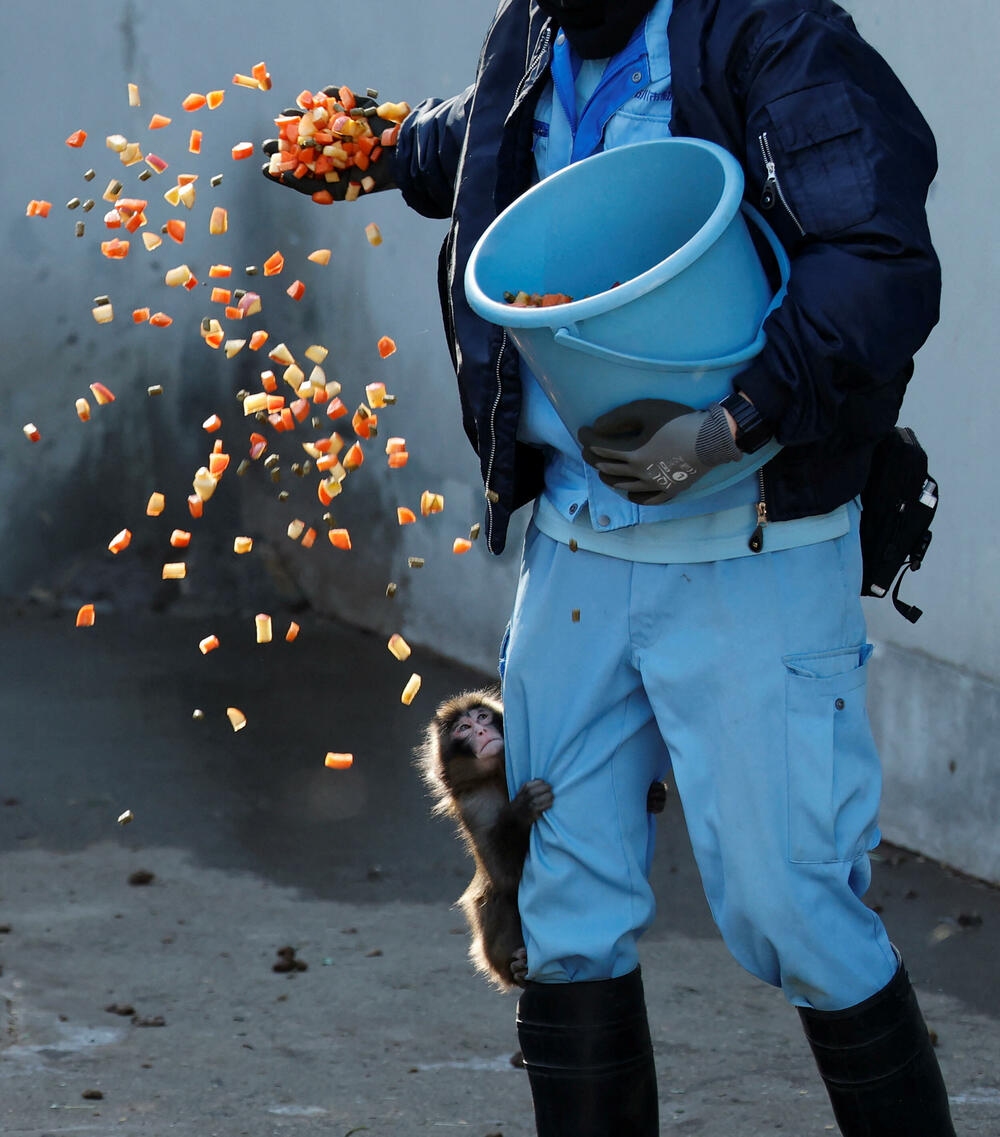 <p>Panč, mladi japanski makaki u Gradskom zoološkom vrtu u Ičikavi, postao je viralan ranije ovog mjeseca, nakon što su se pojavili snimci na kojima se vidi kako vuče za sobom i igra se igračkom koju su mu čuvari dali da ga utješe.</p>  <p>Biološka majka ga je odbacila ubrzo nakon rođenja, u julu prošle godine</p>
