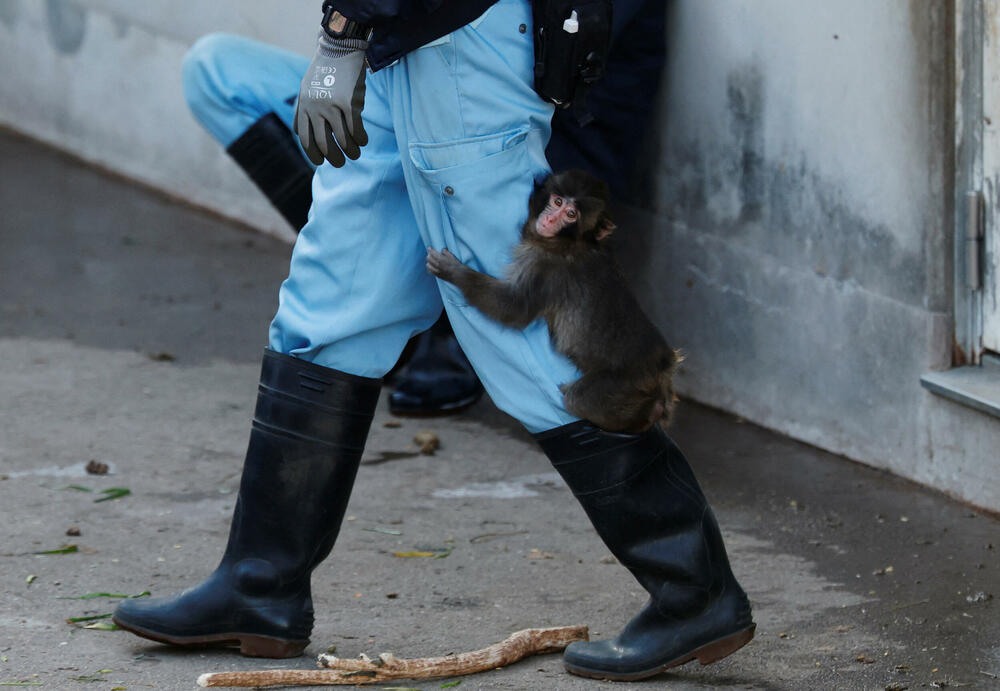 <p>Panč, mladi japanski makaki u Gradskom zoološkom vrtu u Ičikavi, postao je viralan ranije ovog mjeseca, nakon što su se pojavili snimci na kojima se vidi kako vuče za sobom i igra se igračkom koju su mu čuvari dali da ga utješe.</p>  <p>Biološka majka ga je odbacila ubrzo nakon rođenja, u julu prošle godine</p>