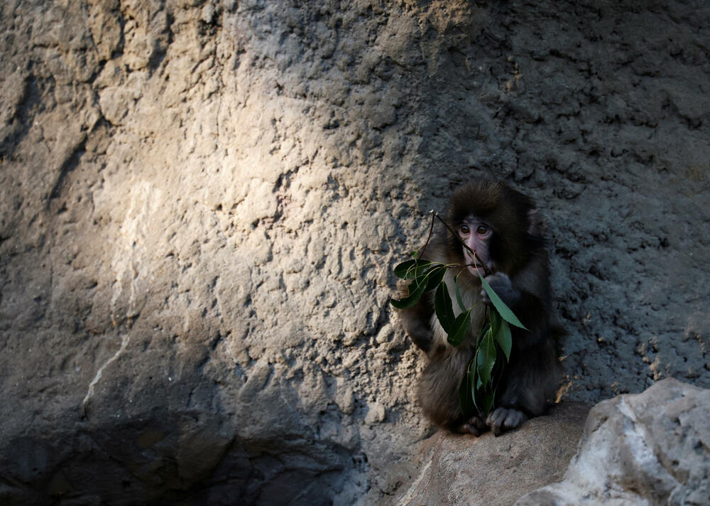 <p>Panč, mladi japanski makaki u Gradskom zoološkom vrtu u Ičikavi, postao je viralan ranije ovog mjeseca, nakon što su se pojavili snimci na kojima se vidi kako vuče za sobom i igra se igračkom koju su mu čuvari dali da ga utješe.</p>  <p>Biološka majka ga je odbacila ubrzo nakon rođenja, u julu prošle godine</p>