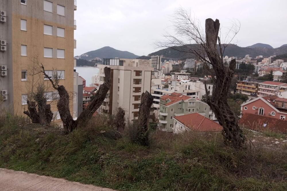 Masline posječene, uskoro i iščupane, Foto: Vuk Lajović