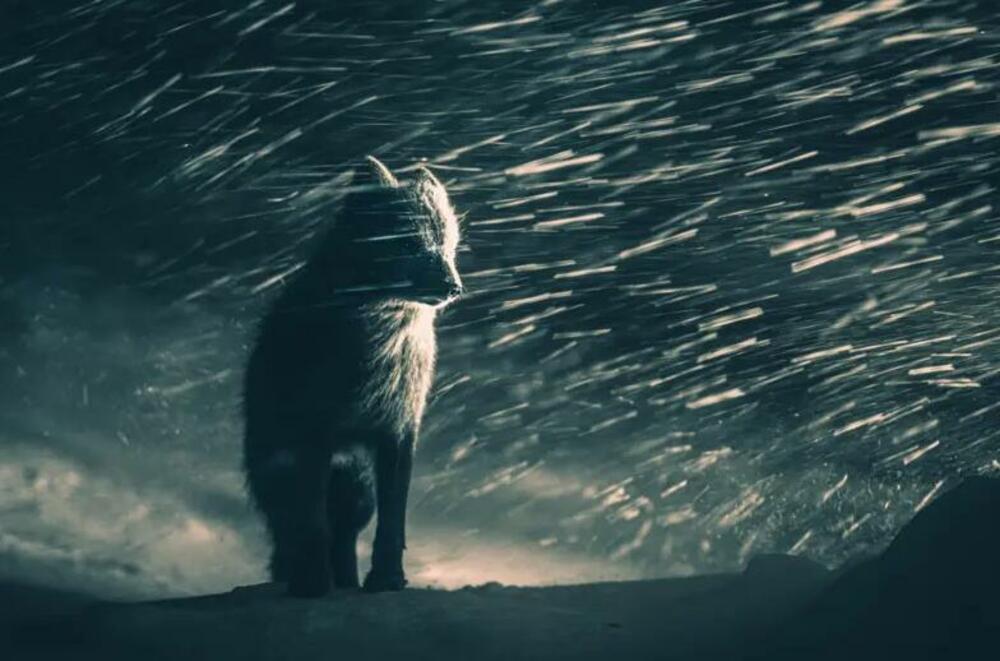 Klaus Helmih iz Nemačke uslikao je plavu polarnu lisicu u mećavi na poluostrvu Varangeru u Norveškoj