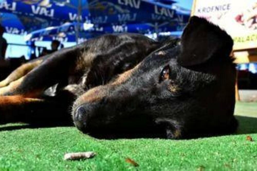 Foto: Privatna arhiva