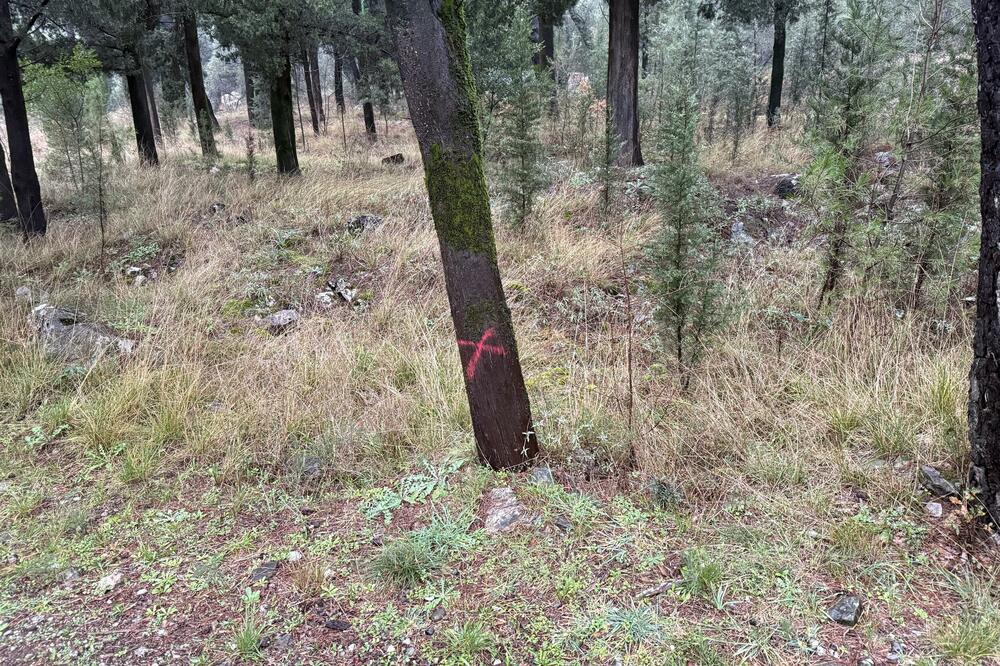 Detalj sa Gorice, Foto: Nikola Saveljić