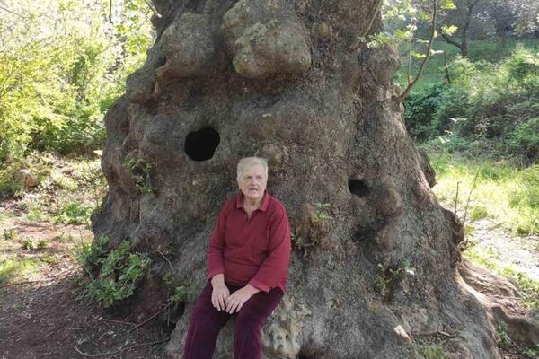 Javor bije bitku za opstanak: Neizvjesna sudbina stabla podno...