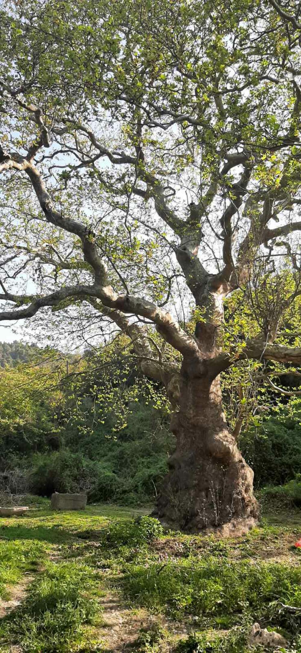 Stari javor u Meterizima