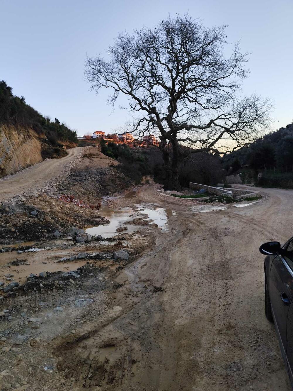 Stari javor u Meterizima