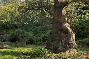 Javor bije bitku za opstanak: Neizvjesna sudbina stabla podno...