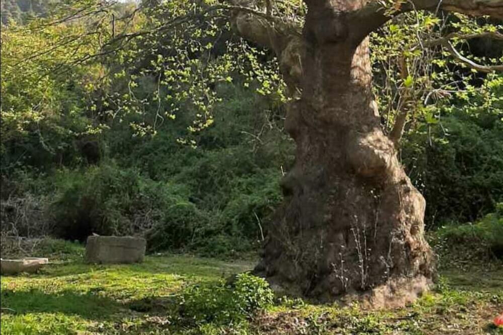 Stablo javora staro više od pet vjekova, Foto: Privatna arhiva