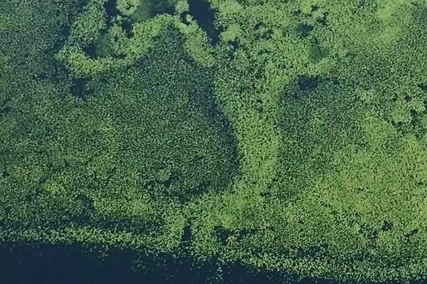 Duša prirode potrebnija nego ikad