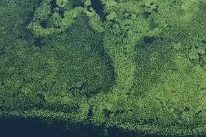 Duša prirode potrebnija nego ikad