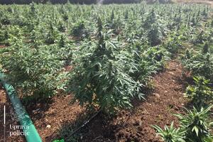 UP: Krivične prijave protiv dvojice Zećana u slučaju otkrivanja...