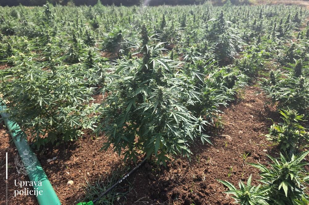 Plantaža, Foto: Uprava policije