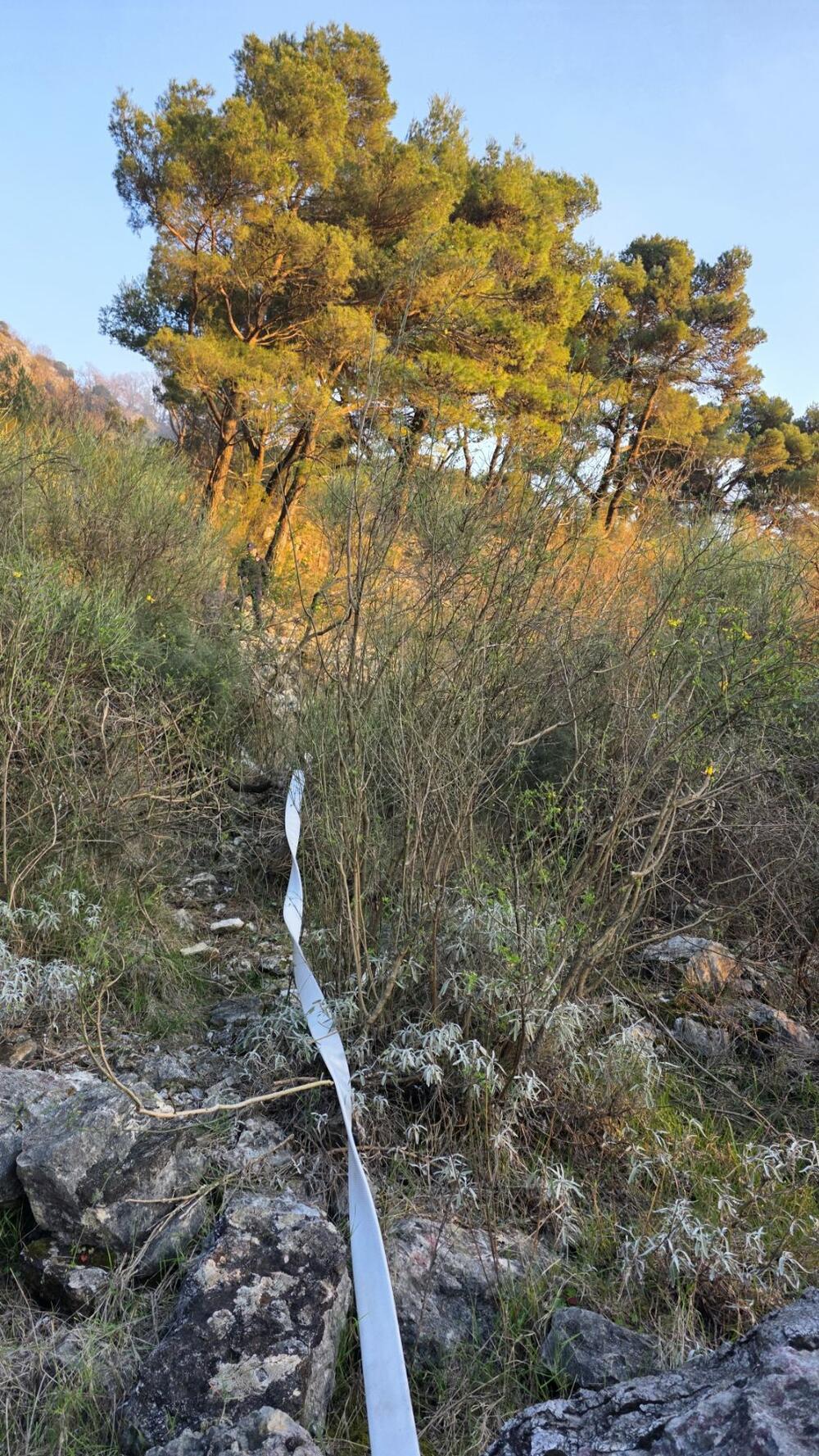 <p>Prema riječima komandira Službe zaštite i spašavanja Opštine Tivat Milorada Giljače, gorelo je oko 300 kvadrata niskog rastinja a vatra je prijetila da zahvati gustu borovu šumu što je spriječila efikasna reakcija gasilaca</p>