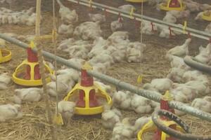 Na dva domaćinstva u Nikšiću i Bijelom Polju uginulo oko 90...