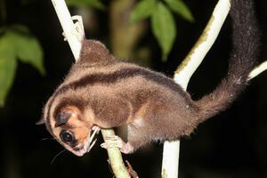 Pronađen maleni oposum za koga se vjerovalo da je izumro pre 6.000...