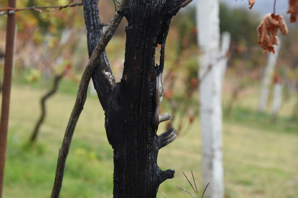 Vinograd Markovića u Stijeni piperskoj izgorio prošlog ljeta (ilustracija), Foto: Luka Zekovic