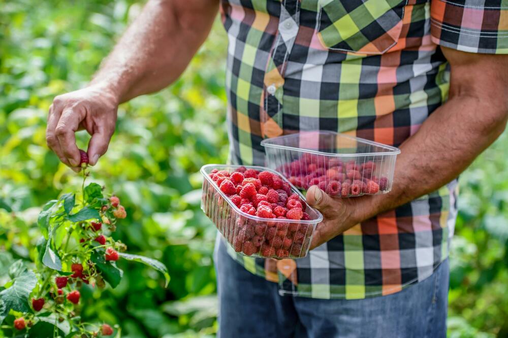 Ugasili hektare zasada maline, dugove jedva izmirili (Ilustracija), Foto: Shutterstock